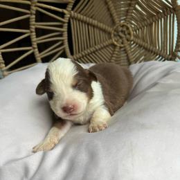 James - Red tri-color male Australian Shepherd puppy in Grants Pass, Oregon from Carmel Mountain Aussies