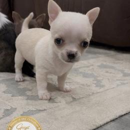 Daisy - Cream and white female Chihuahua puppy in De Quincy, Louisiana from Guys Cajun Paws