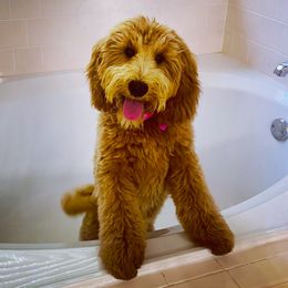 Ruby - Goldendoodle
