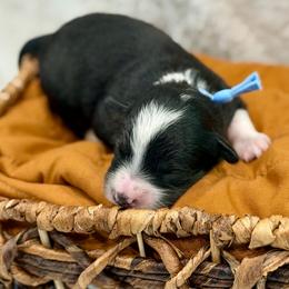 Blue collar - Black tri-color male Aussiedoodle puppy in 32046, Florida from River Hill Ranch