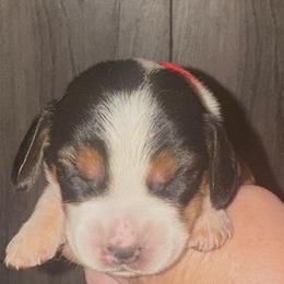 Arwen - Black and tan female Beagle puppy in Viper, Kentucky from Mountain Top