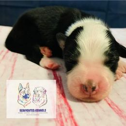 Australian Shepherd Puppies from REINVENTED.KENNELS