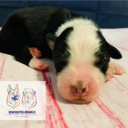 Australian Shepherd Puppies from REINVENTED.KENNELS