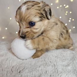 Bear Tiny Toy CKC - Red merle male Aussiedoodle puppy in Doerun, Georgia from Twig & Tail Puppies