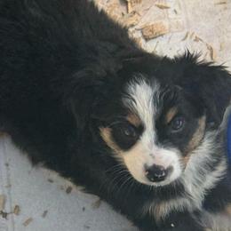 Girl 3 - Black tri female Miniature Australian Shepherd puppy in Menifee, California from Fisher Farm