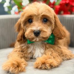 LeBron - Red male Cavapoo puppy in Apple Valley, California from Fletcher Fuzzy Friends