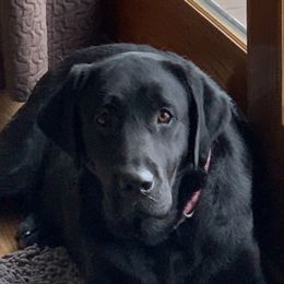 Labrador Retrievers from Lynn’s English Labradors