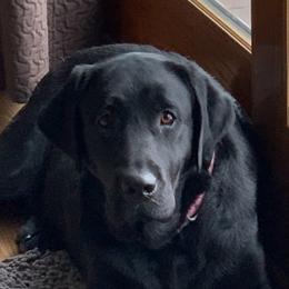 Labrador Retrievers from Lynn’s English Labradors
