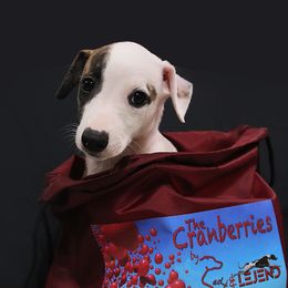 Boy 2 - Whippet puppy in Indianapolis, Indiana from SaeSi Kennels