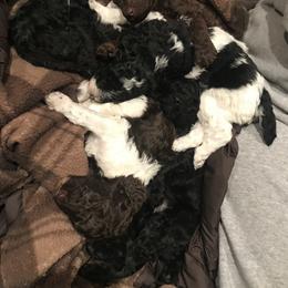 Poodle Puppies from Authentic Poodle Co