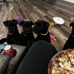 Kerry Blue Terrier Puppies from Costerra Kerry Blue Terriers