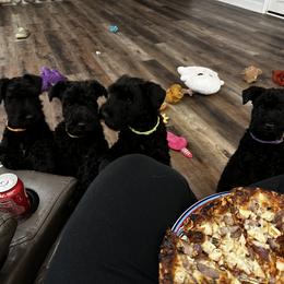 Kerry Blue Terrier Puppies from Costerra Kerry Blue Terriers