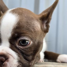 Boston Terrier Puppies from BellaBlu's Babes