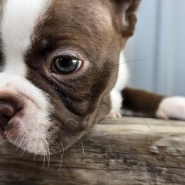 Boston Terrier Puppies from BellaBlu's Babes