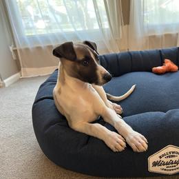 Whippet Puppies from Hertzog  Whippets