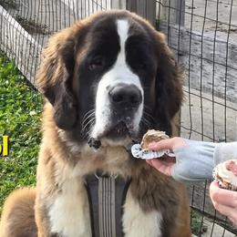Saint Bernards from Cincinnati St. Bernards