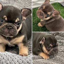 French Bulldog Puppies from Boise French Bulldogs