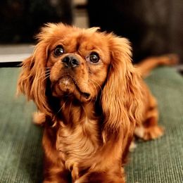 Ravioli - Cavalier King Charles Spaniel