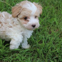 Gizmo. - Parti male Maltipoo puppy in Arkansas from Harper's Pups