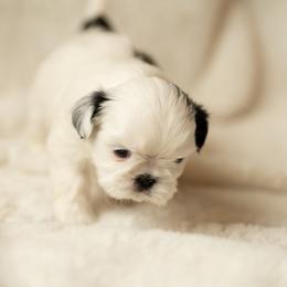 Shih Tzu Puppies from Good Lil Shih Tzu