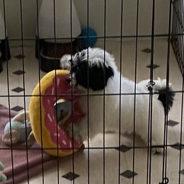 Havanese Puppies from Coraz’on Havanese