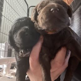 Goldendoodle Puppies from Baby Bell Doodles