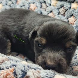 Leon - Black tri male Miniature Australian Shepherd puppy in Deer Park, Washington from Rodeo Aussies