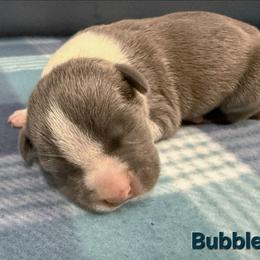 Bubbles - Blue female American Staffordshire Terrier puppy in Clintwood, Virginia from SkyBlue Kennel