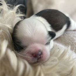 Shih Tzu Puppies from Willow Lane Shih Tzus