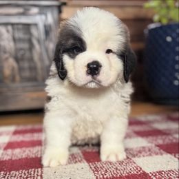 Teal Collar - Brown and white male Saint Bernard puppy in New York from Johnson Farms