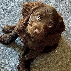 Boykin Spaniels from Webers Boykin Spaniels