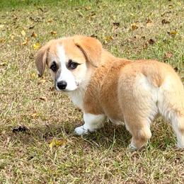 Ready to go Now- Red Girl 3 - Sable female Pembroke Welsh Corgi puppy in Rochester, Indiana from Stacy’s Pembroke Welsh Corgis