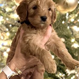 Boy 5 - male Goldendoodle puppy in Greer, South Carolina from Blue Ridge Goldens