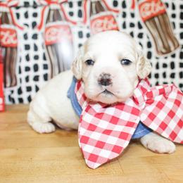 Dane - Buff and white male Cocker Spaniel puppy in Rattan, Oklahoma from Double M Cocker Spaniels