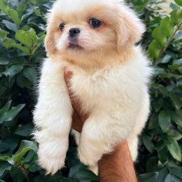 Lulu - White female Pekingese puppy in Apex, North Carolina from Happy puppies