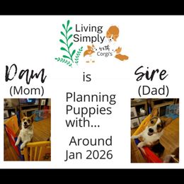 Pembroke Welsh Corgi puppies from Living Simply with Corgi's