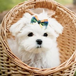 Maltese puppies from Dawn's Maltese