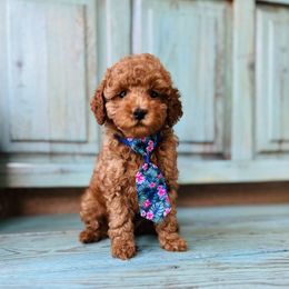 Poodle Puppies from Poodles of Tampa Bay