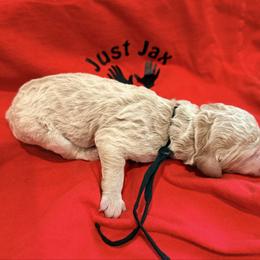 Boy 2 - Cream male Goldendoodle puppy in Houston, Texas from Were The Mack'Doodles