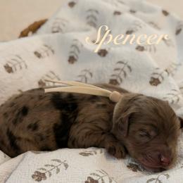 Spencer - Merle male Goldendoodle puppy in Blanchard, Oklahoma from Dream Doodles by Dondi