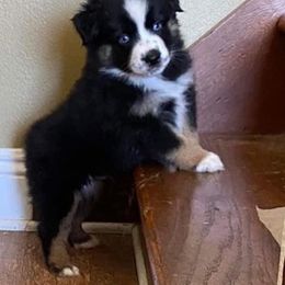 Australian Shepherd Puppies from Stockton Family Farm
