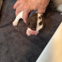 King - Liver white and tan male English Springer Spaniel puppy in Borrego Springs, California from Desert Willow Kennel