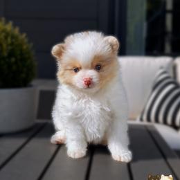 Cruz - Chocolate merle male Pomeranian puppy in Menifee, California from Petite Poms Of CA