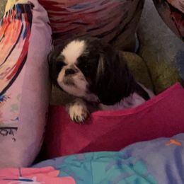 Sheina - Shih Tzu