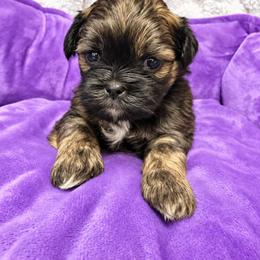 Sable - Red female Shih Tzu puppy in Tallahassee, Florida from Bows and Bow Ties