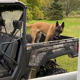 Belgian Malinois All Grown Up from Detto Fatto Malinois
