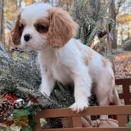 Girl 4 - female Cavalier King Charles Spaniel puppy in Yellowpine, Texas from Toledo Bend Cavaliers