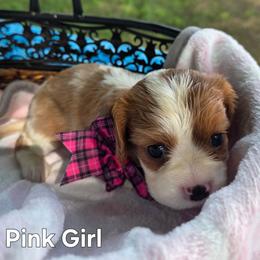 Pink Girl - Blenheim female Cavalier King Charles Spaniel puppy in Forest Lake, Minnesota from Northern Lights Goldens