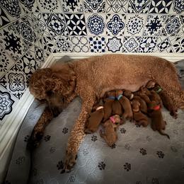 Light green - male Poodle puppy in Riverside, California from Riverside red poodles