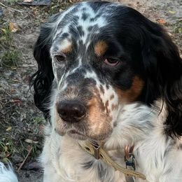 English Springer Spaniels from Wyoming Springer Spaniels